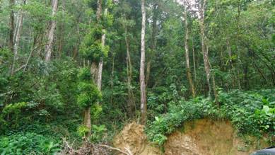 Điều chỉnh giảm 344,2 ha rừng phòng hộ