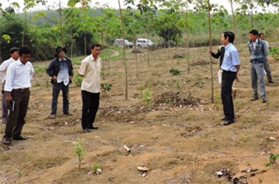 HĐND tỉnh giám sát thực hiện chính sách hỗ trợ phát triển cao su tiểu điền tại huyện Sa Thầy